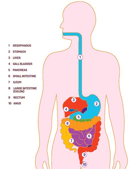 digestion Search